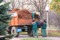 Working migrant workers loaded in the trailer fallen leaves.